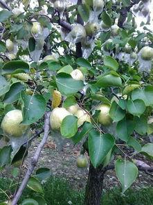 苏北医院吃瓜,揭秘背后真相与争议 第3张 苏北医院吃瓜,揭秘背后真相与争议 第3张